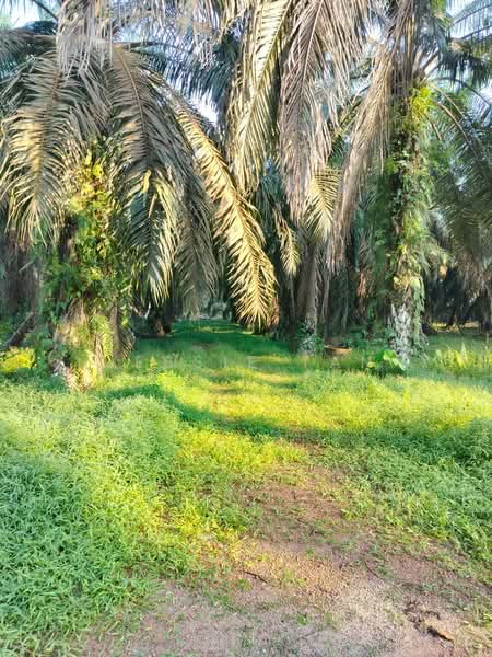 Agricultural Land for Sale in Bukit Batu (Sedenak) - Jessie Tan - Exterior - PropertyGuru.com.my
