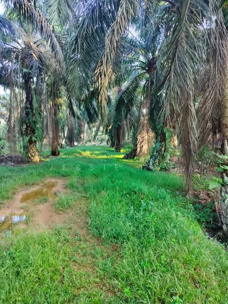 Agricultural Land for Sale in Bukit Batu (Sedenak) - Jessie Tan - Garden - PropertyGuru.com.my