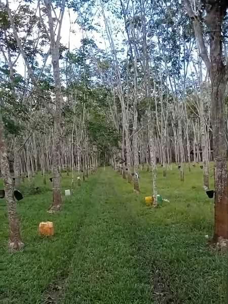 Tanah Pertanian untuk Dijual di Segamat (Johor) - Jessie Tan - Exterior - PropertyGuru.com.my
