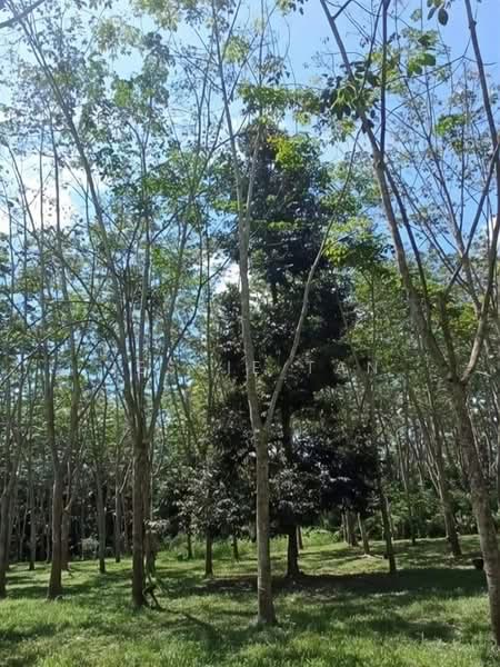 Tanah Pertanian untuk Dijual di Segamat (Johor) - Jessie Tan - Garden - PropertyGuru.com.my