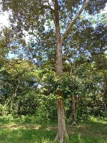 Tanah Pertanian untuk Dijual di Segamat (Johor) - Jessie Tan - Exterior - PropertyGuru.com.my