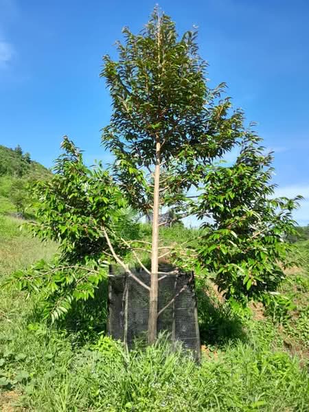 Agricultural Land for Sale in Rembau (Negeri Sembilan) - Rashdan Rashid - PropertyGuru.com.my