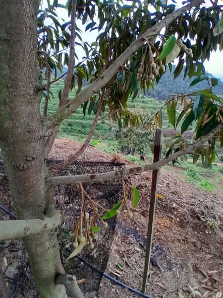 Agricultural Land for Sale in Rembau (Negeri Sembilan) - Rashdan Rashid - PropertyGuru.com.my