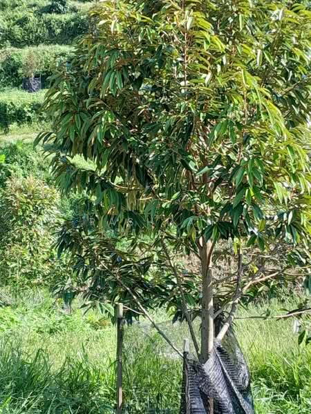 Agricultural Land for Sale in Rembau (Negeri Sembilan) - Rashdan Rashid - PropertyGuru.com.my