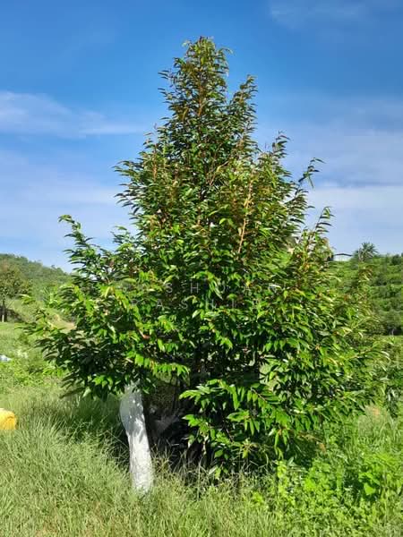 Agricultural Land for Sale in Rembau (Negeri Sembilan) - Rashdan Rashid - PropertyGuru.com.my