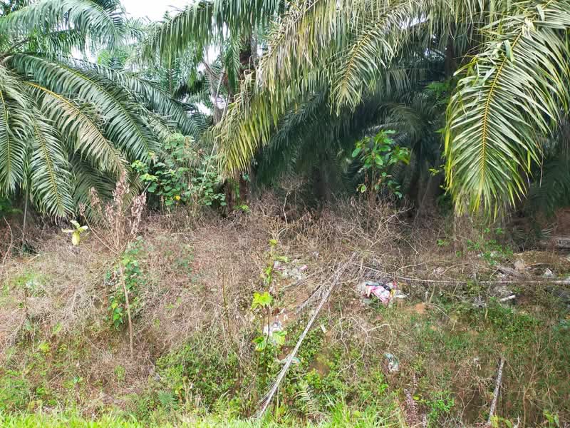 Tanah Pertanian untuk Dijual di Port Dickson (Negeri Sembilan) - CH LEE - Exterior - PropertyGuru.com.my
