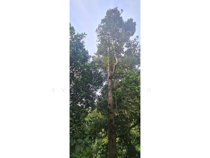 Agricultural Land for Sale in Batang Kali (Selangor) - Evelyn Khoo - Exterior - PropertyGuru.com.my