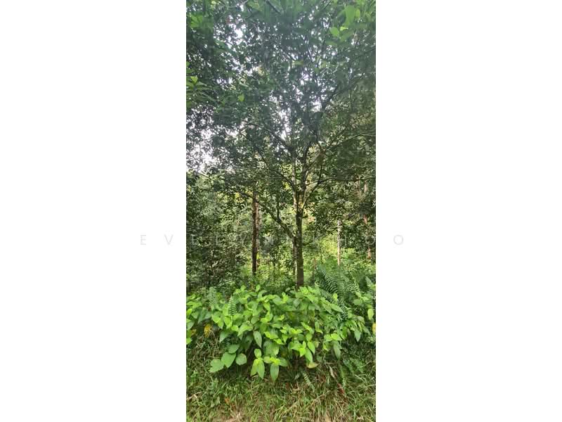 Agricultural Land for Sale in Batang Kali (Selangor) - Evelyn Khoo - PropertyGuru.com.my