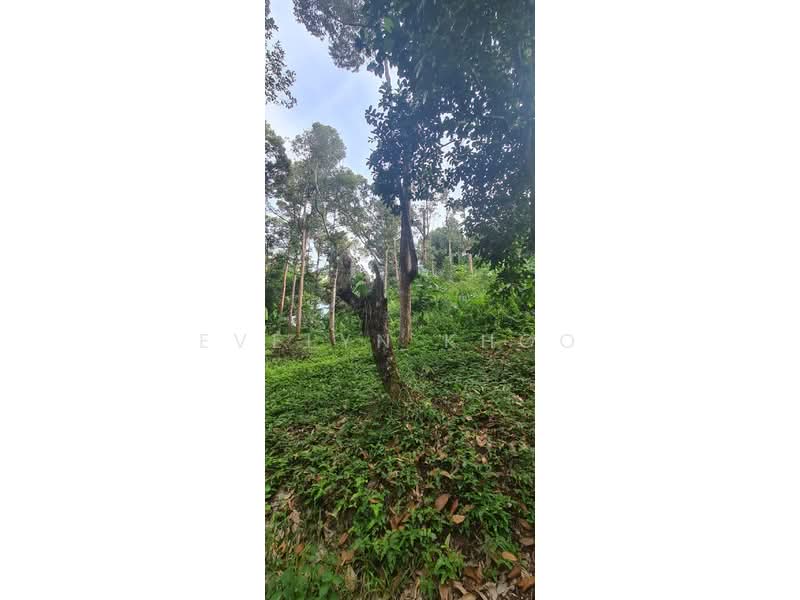 Agricultural Land for Sale in Batang Kali (Selangor) - Evelyn Khoo - Garden - PropertyGuru.com.my