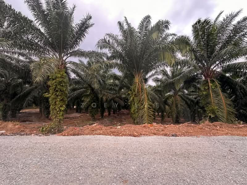 Agricultural Land for Sale in Johor Bahru (Johor) - Zoey Lee - Exterior - PropertyGuru.com.my