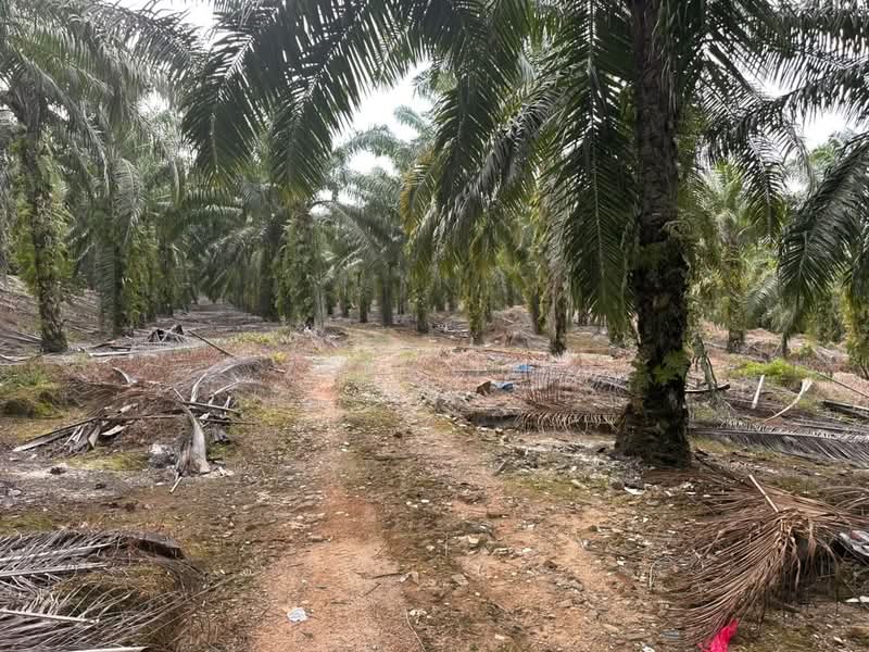 Agricultural Land for Sale in Johor Bahru (Johor) - Zoey Lee - PropertyGuru.com.my