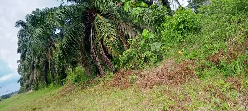 Agricultural Land for Sale in Kota Tinggi (Johor) - Ashley Goh - Exterior - PropertyGuru.com.my