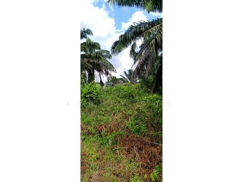 Agricultural Land for Sale in Kota Tinggi (Johor) - Ashley Goh - Exterior - PropertyGuru.com.my