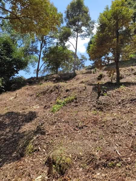 Tanah Pertanian untuk Dijual di Sungai Ara (Penang) - Bryan Teng - Garden - PropertyGuru.com.my