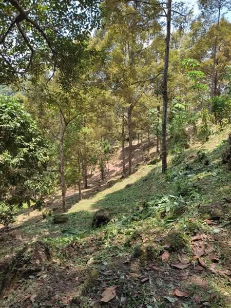 Tanah Pertanian untuk Dijual di Sungai Ara (Penang) - Bryan Teng - Garden - PropertyGuru.com.my