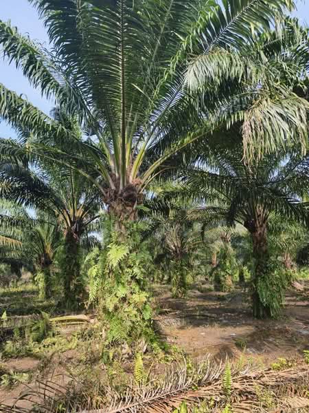 Tanah Pertanian untuk Dijual di Benut (Johor) - AIRUL NIZAM - Exterior - PropertyGuru.com.my