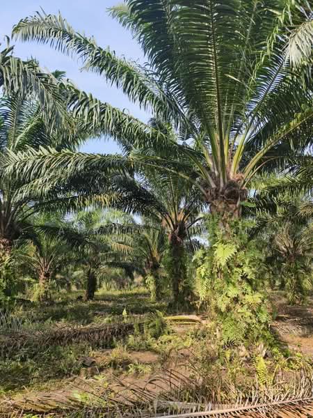 Tanah Pertanian untuk Dijual di Benut (Johor) - AIRUL NIZAM - Exterior - PropertyGuru.com.my