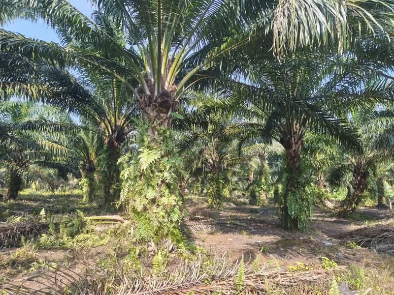 Tanah Pertanian untuk Dijual di Benut (Johor) - AIRUL NIZAM - Exterior - PropertyGuru.com.my