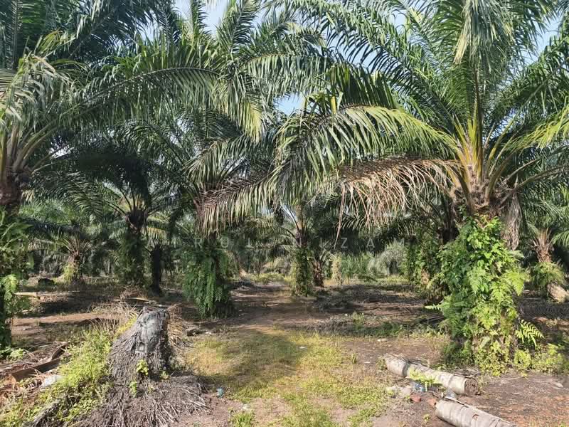 Tanah Pertanian untuk Dijual di Benut (Johor) - AIRUL NIZAM - Exterior - PropertyGuru.com.my