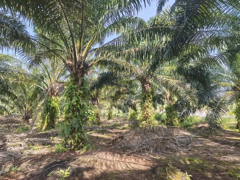 Tanah Pertanian untuk Dijual di Benut (Johor) - AIRUL NIZAM - Exterior - PropertyGuru.com.my