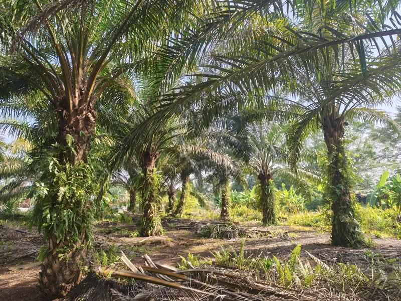 Tanah Pertanian untuk Dijual di Benut (Johor) - AIRUL NIZAM - Garden - PropertyGuru.com.my