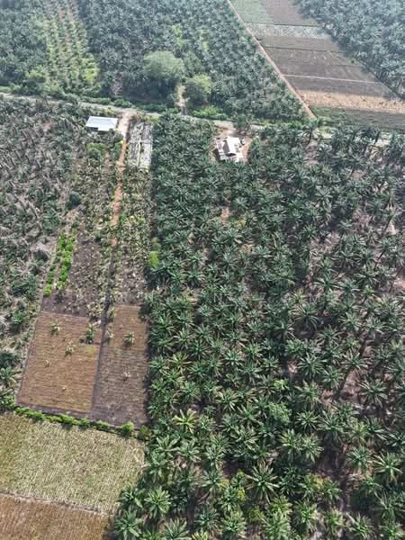 Tanah Pertanian untuk Dijual di Benut (Johor) - AIRUL NIZAM - Exterior - PropertyGuru.com.my