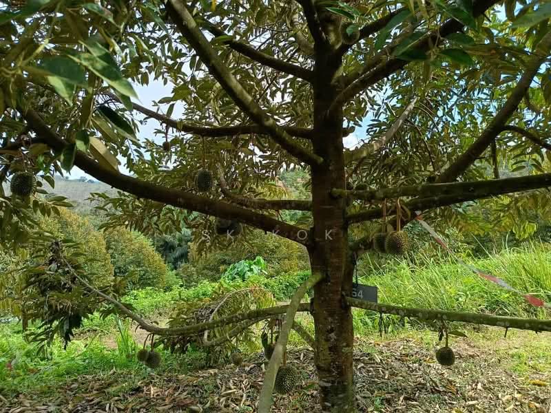 Tanah Pertanian untuk Dijual di Sungai Siput (Perak) - SK Kok - PropertyGuru.com.my