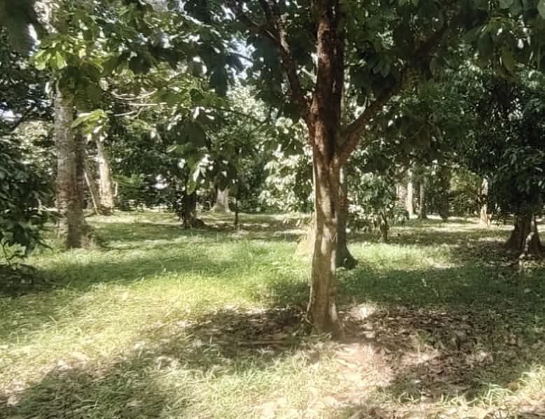 Agricultural Land for Sale in Kota Tinggi (Johor) - Vic Lim - PropertyGuru.com.my