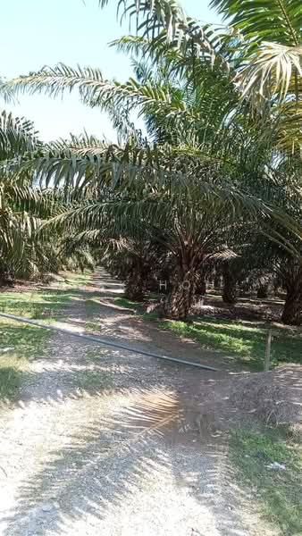 Agricultural Land for Sale in Kampung Jawa (Johor Bahru) - Ask Hon - PropertyGuru.com.my