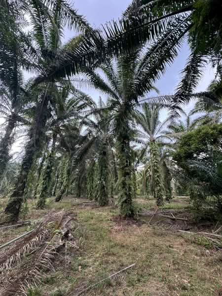 Tanah Perindustrian untuk Dijual di Ulu Choh (Jeram Batu) - Alex Cheah - PropertyGuru.com.my