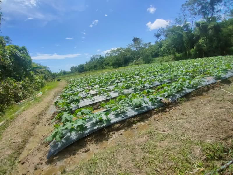 Tanah Pertanian untuk Dijual di Kampung Titi Teras (Balik Pulau) - Gaik Suan Tan - Garden - PropertyGuru.com.my