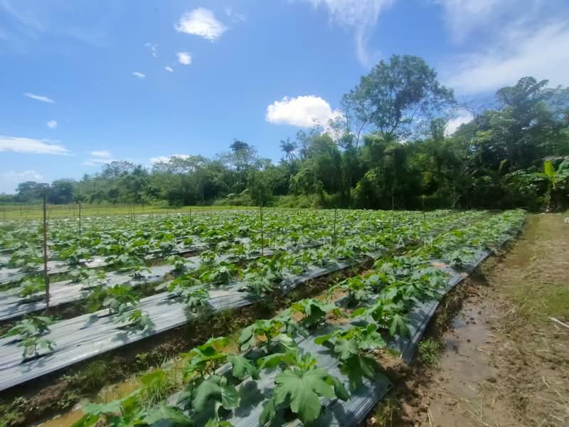 Tanah Pertanian untuk Dijual di Kampung Titi Teras (Balik Pulau) - Gaik Suan Tan - Garden - PropertyGuru.com.my