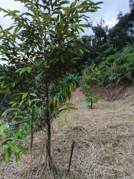 Agricultural Land for Sale in Raub (Pahang) - Gary Kee - PropertyGuru.com.my