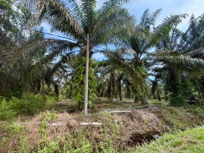 Tanah Pertanian untuk Dijual di Kampung Parit Sikom (Pontian) - Joreen Lee - PropertyGuru.com.my