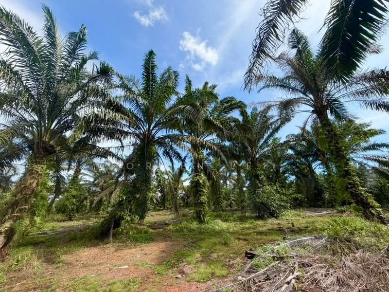 Tanah Pertanian untuk Dijual di Kampung Parit Sikom (Pontian) - Joreen Lee - PropertyGuru.com.my
