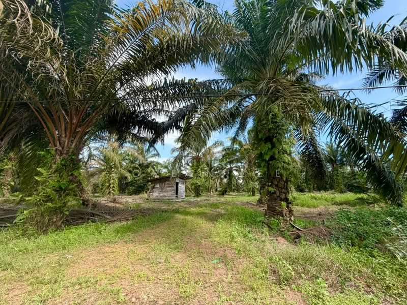 Tanah Pertanian untuk Dijual di Kampung Parit Sikom (Pontian) - Joreen Lee - PropertyGuru.com.my