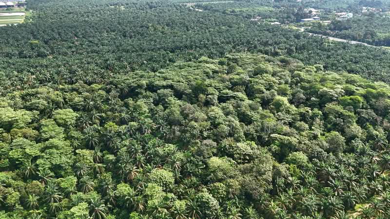 Agricultural Land for Sale in Taiping (Perak) - Cherie Chong - PropertyGuru.com.my