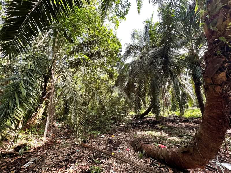 Agricultural Land for Sale in Taiping (Perak) - Cherie Chong - PropertyGuru.com.my