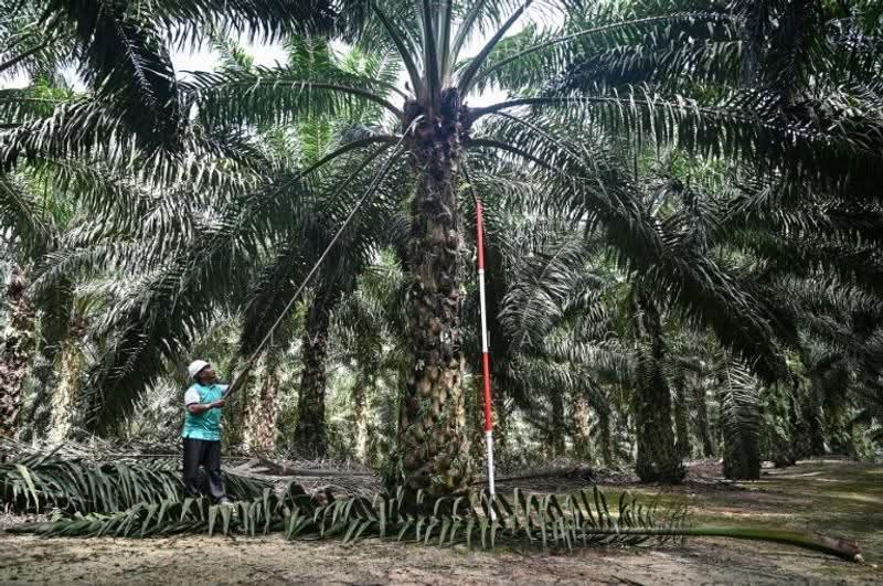 Tanah Pertanian untuk Dijual di Lenggeng (Negeri Sembilan) - Elvis Liang - Exterior - PropertyGuru.com.my