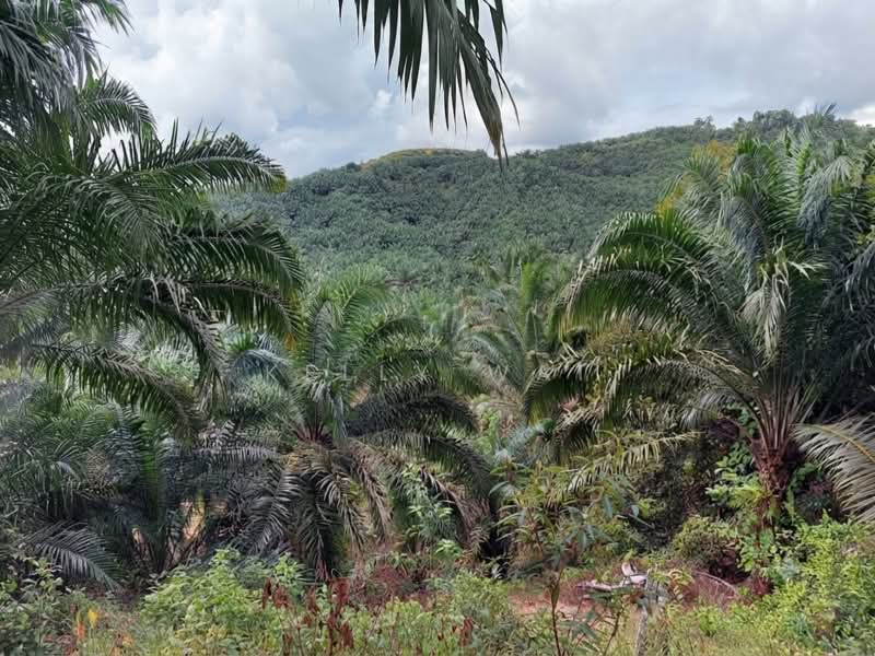 Tanah Pertanian untuk Dijual di Jemaluang (Johor) - Kelly Wai - Exterior - PropertyGuru.com.my