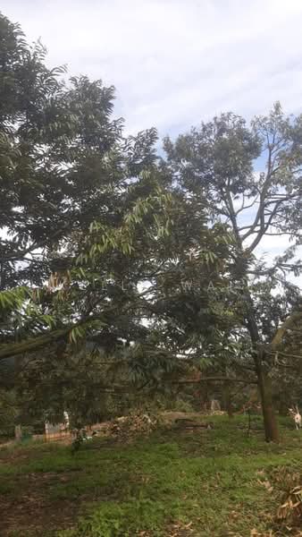 Agricultural Land for Sale in Karak (Pahang) - Kelly Wai - Garden - PropertyGuru.com.my