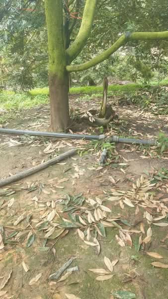 Agricultural Land for Sale in Karak (Pahang) - Kelly Wai - Garden - PropertyGuru.com.my