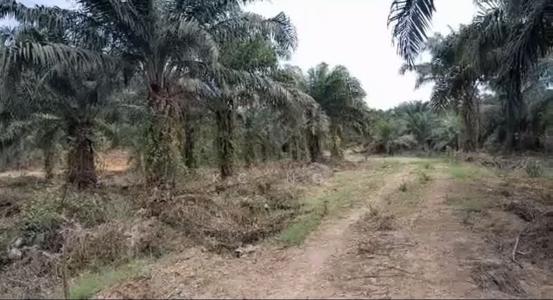Agricultural Land for Sale in Beluran (Sabah) - KC Ng - Exterior - PropertyGuru.com.my