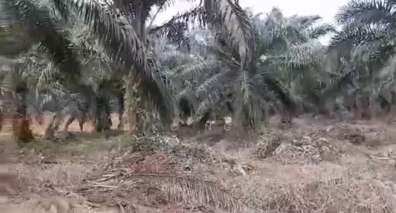 Agricultural Land for Sale in Beluran (Sabah) - KC Ng - PropertyGuru.com.my