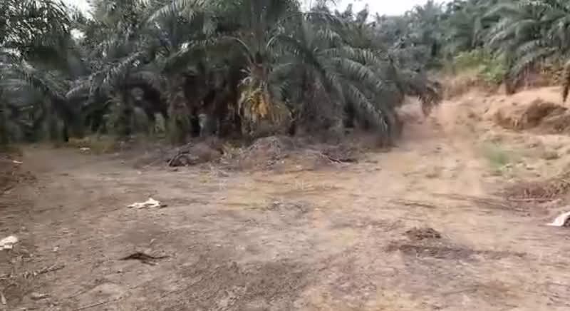 Agricultural Land for Sale in Beluran (Sabah) - KC Ng - Exterior - PropertyGuru.com.my