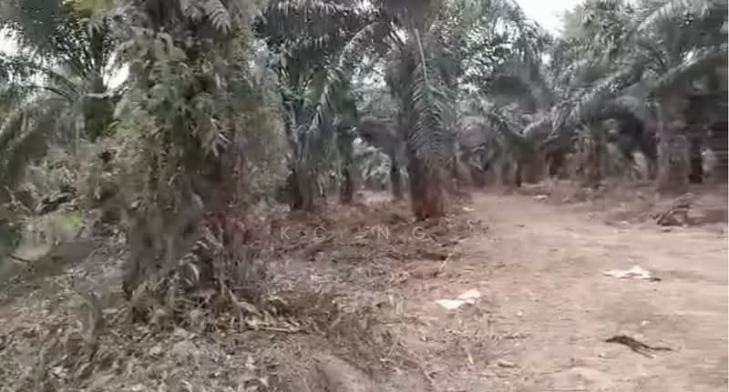 Agricultural Land for Sale in Beluran (Sabah) - KC Ng - Exterior - PropertyGuru.com.my