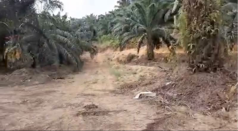 Agricultural Land for Sale in Beluran (Sabah) - KC Ng - Exterior - PropertyGuru.com.my