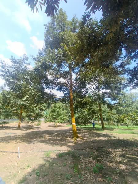 Agricultural Land for Sale in Kulai (Johor) - Christina Ang - Garden - PropertyGuru.com.my