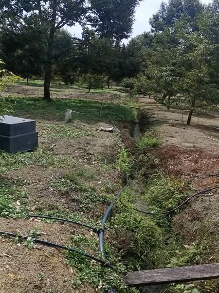 Agricultural Land for Sale in Kulai (Johor) - Christina Ang - Garden - PropertyGuru.com.my