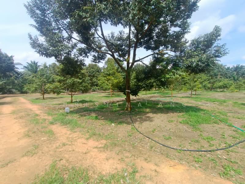 Agricultural Land for Sale in Kulai (Johor) - Christina Ang - Garden - PropertyGuru.com.my